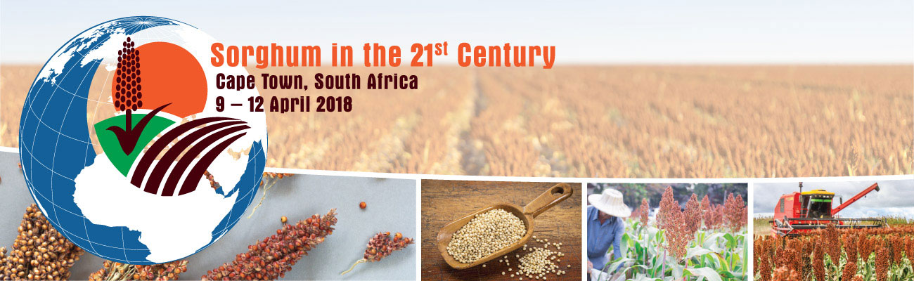 21 Century Sorghum